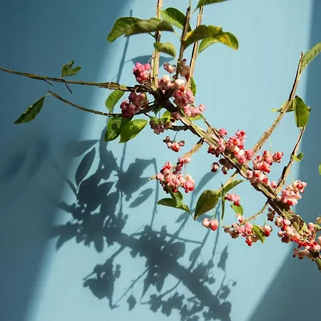 Het Groene Bed-3